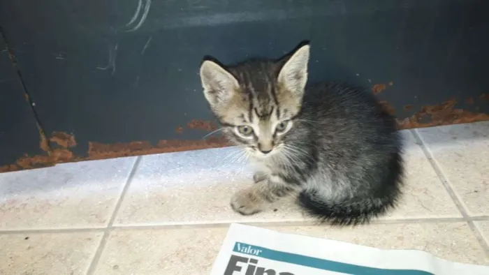 Gato ra a  idade Abaixo de 2 meses nome BABY