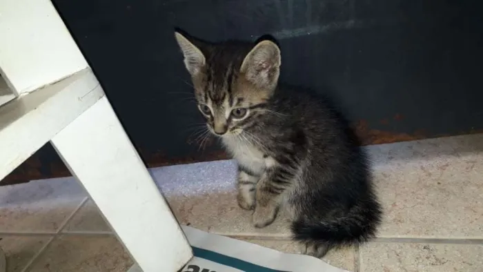 Gato ra a  idade Abaixo de 2 meses nome TED