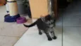 NINA