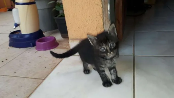 Gato ra a  idade Abaixo de 2 meses nome NINA