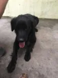Negão