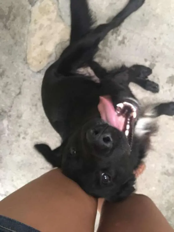 Cachorro ra a  idade 1 ano nome Negão