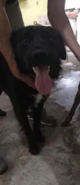 Negão