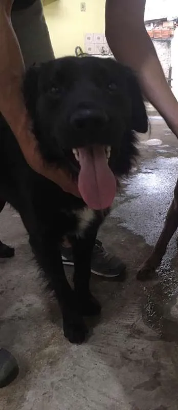 Cachorro ra a  idade 1 ano nome Negão