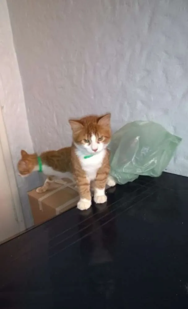 Gato ra a  idade 2 a 6 meses nome Sebastian, Minsk