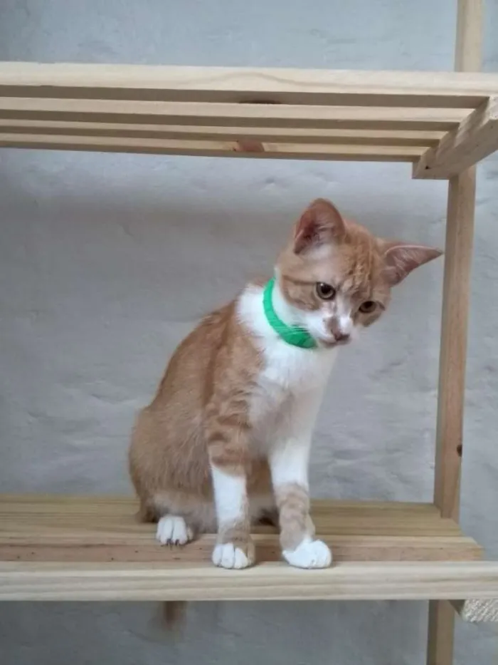 Gato ra a  idade 2 a 6 meses nome Sebastian, Minsk