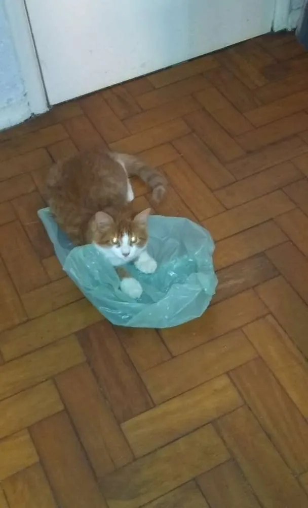 Gato ra a  idade 2 a 6 meses nome Sebastian, Minsk