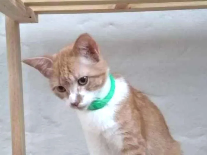 Gato ra a  idade 2 a 6 meses nome Sebastian, Minsk