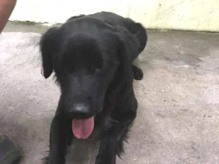 Cachorro ra a  idade 1 ano nome Negão