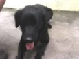 Negão