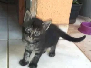 Gato raça  idade Abaixo de 2 meses nome NINA