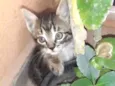 KIT