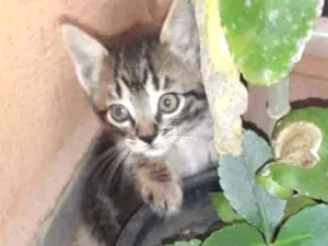 Gato raça  idade Abaixo de 2 meses nome KIT