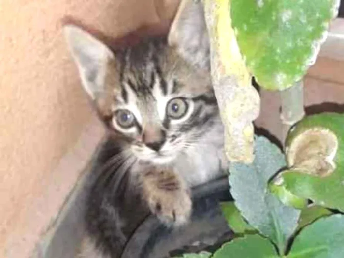 Gato ra a  idade Abaixo de 2 meses nome KIT