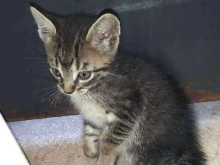 Gato ra a  idade Abaixo de 2 meses nome TED