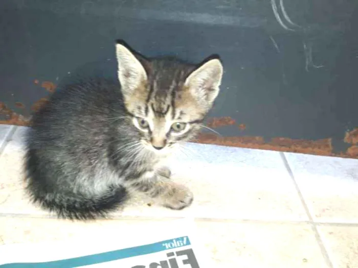 Gato ra a  idade Abaixo de 2 meses nome BABY