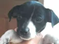 Snoopy