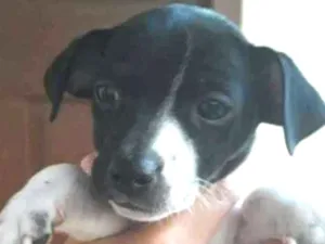 Cachorro raça Vira-lata idade 2 a 6 meses nome Snoopy