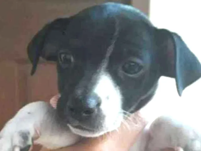 Cachorro ra a Vira-lata idade 2 a 6 meses nome Snoopy