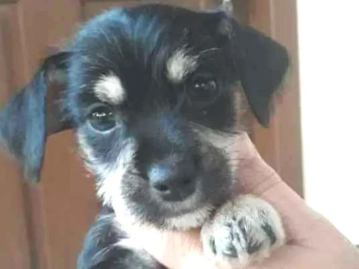 Cachorro ra a Vira-lata idade 2 a 6 meses nome Luvinha