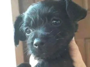 Cachorro raça Vira-lata idade 2 a 6 meses nome Caçulinha