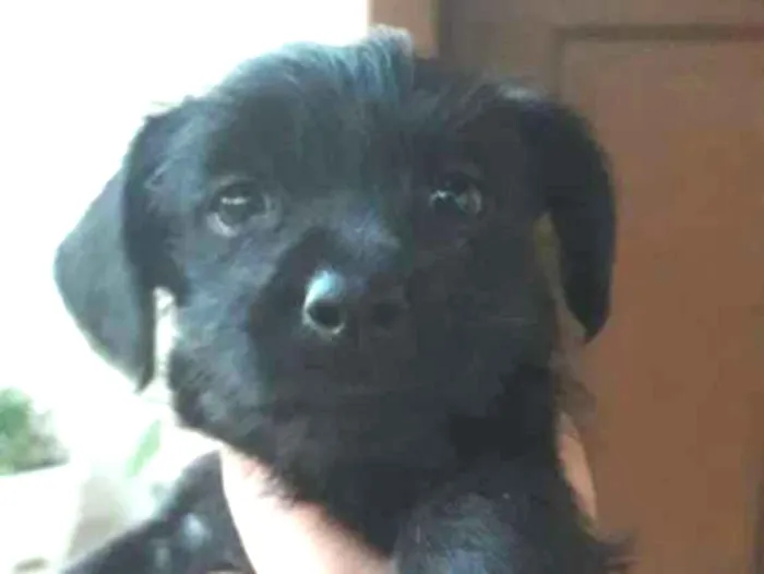 Cachorro ra a Vira-lata idade 2 a 6 meses nome Jujubinha