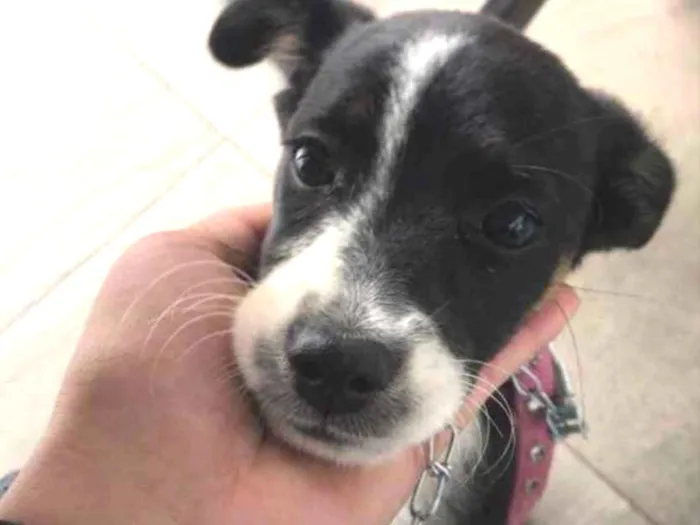 Cachorro ra a Vira lata idade Abaixo de 2 meses nome Teddy e Amora