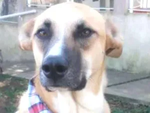 Cachorro raça srd idade 1 ano nome Bento