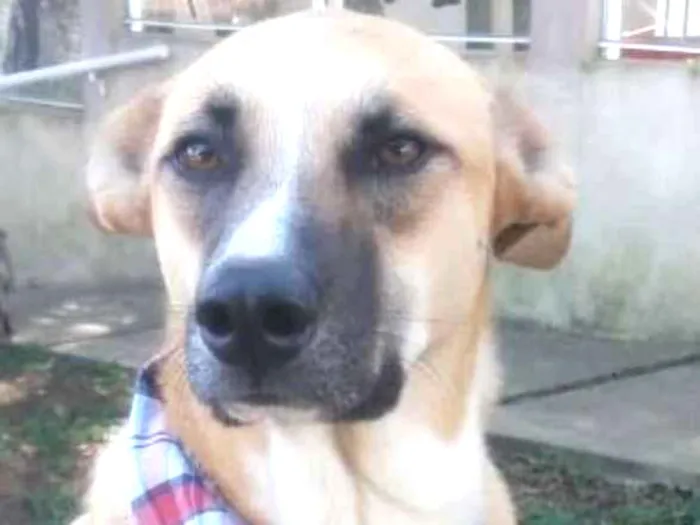 Cachorro ra a srd idade 1 ano nome Bento