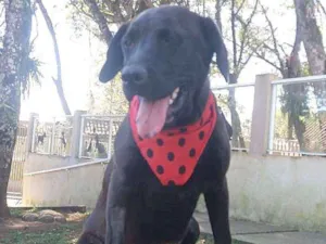 Cachorro raça srd idade 2 a 6 meses nome Elza
