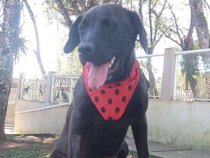 Cachorro ra a srd idade 2 a 6 meses nome Elza