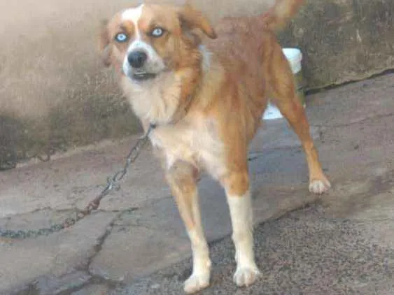 Cachorro ra a Srd idade 2 anos nome Lili