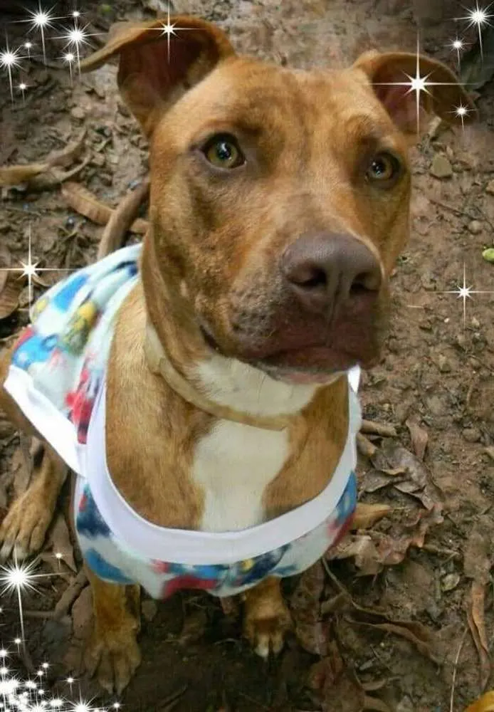 Cachorro raça Mix de Pit idade 1 ano nome RAIKA