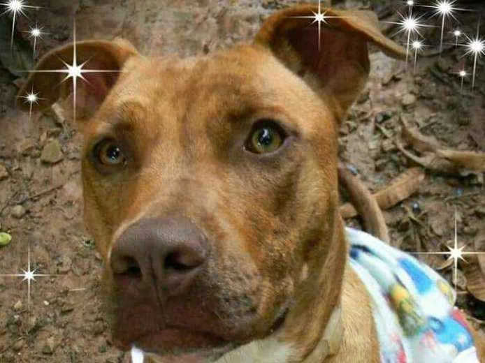 Cachorro raça Mix de Pit idade 1 ano nome RAIKA