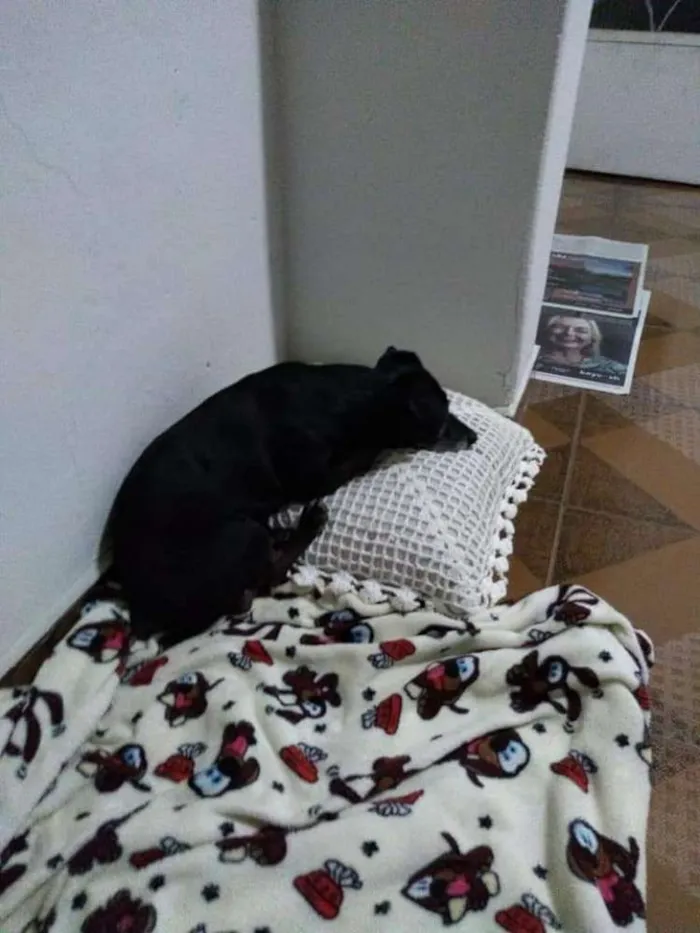 Cachorro ra a SRD idade 5 anos nome Neguinho