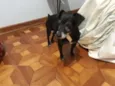 Neguinho