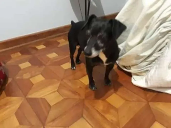 Cachorro ra a SRD idade 5 anos nome Neguinho