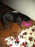 Neguinho