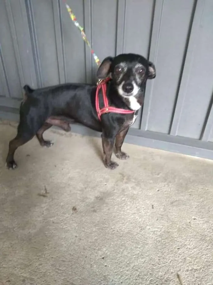 Cachorro ra a SRD idade 5 anos nome Neguinho