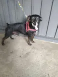 Neguinho