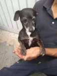 Neguinho