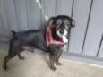 Neguinho