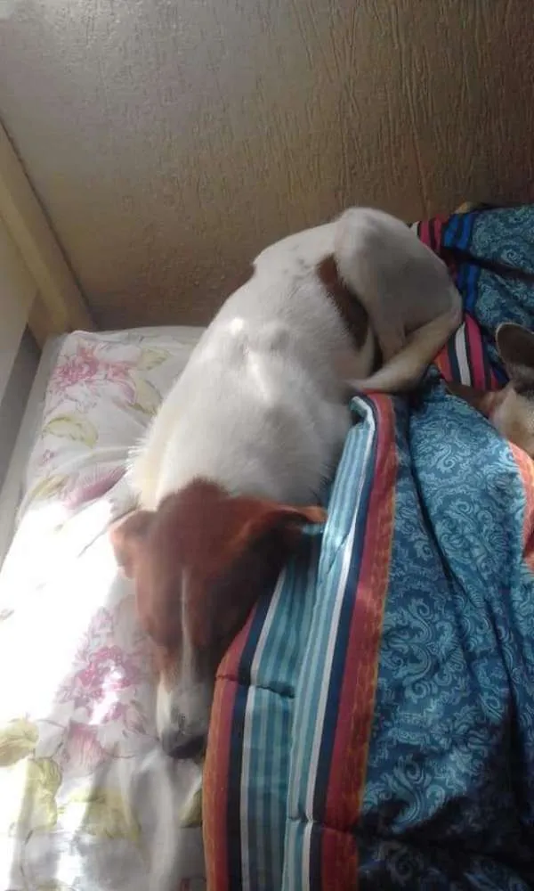 Cachorro ra a SRD idade 1 ano nome RAFA