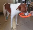 RAFA