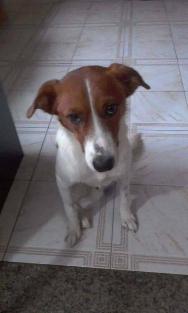 Cachorro ra a SRD idade 1 ano nome RAFA