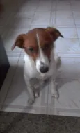 RAFA
