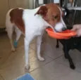 RAFA