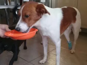 Cachorro raça SRD idade 1 ano nome RAFA
