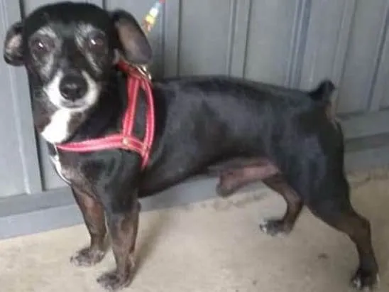 Cachorro ra a SRD idade 5 anos nome Neguinho