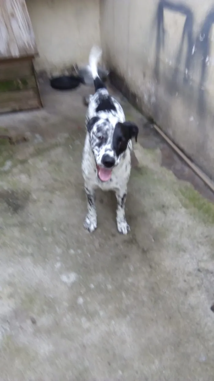 Cachorro ra a Dálmata  idade 6 ou mais anos nome Conrrado
